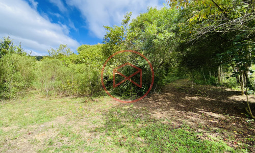 Terreno de 1 alqueire a 500mts do alfalto!