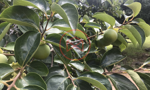 Chácara em Condomínio Fechado!!