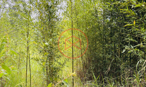 14 alqueires na beira da estrada em Ibiúna