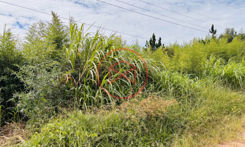 14 alqueires na beira da estrada em Ibiúna