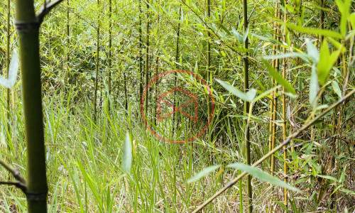 14 alqueires na beira da estrada em Ibiúna