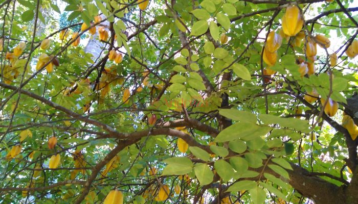 IMG_20170705_110644602